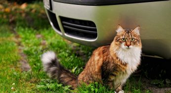 Conseils pour apprendre à votre chat ou à votre chien à profiter des promenades en voiture