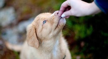 Comment créer des liens avec votre chien