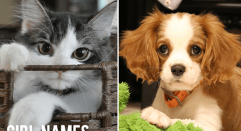 Noms d’animaux populaires pour votre nouveau chat ou chien