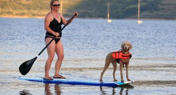 Préparez votre chien pour la plage – Freshpet